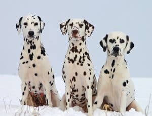 history of dalmatians and firefighters
