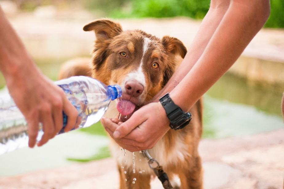 lost dog drinking water
