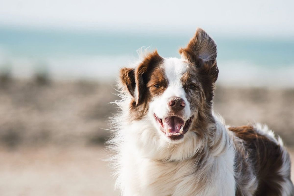 Will Firefighters Rescue Pets?
