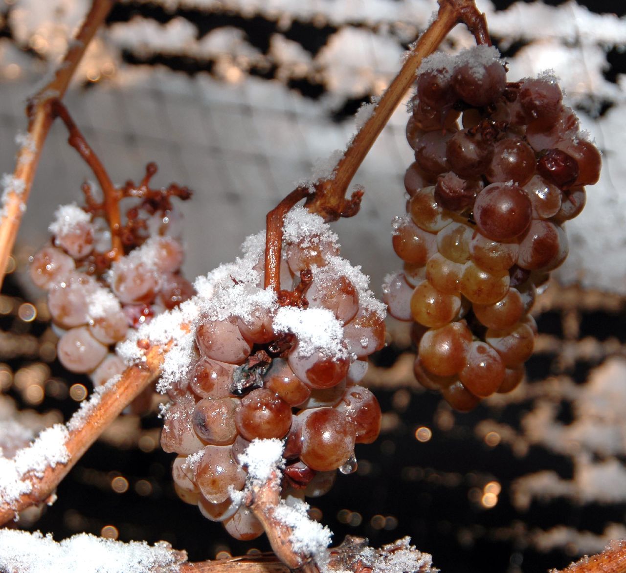 Is Wine Flammable? A Firefighter Explains
