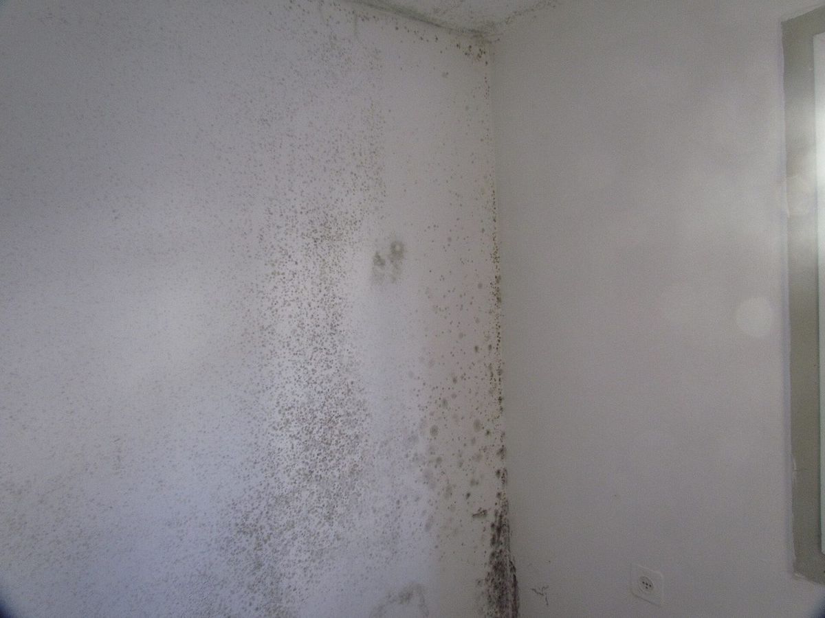 Will fire and heat kill mold?