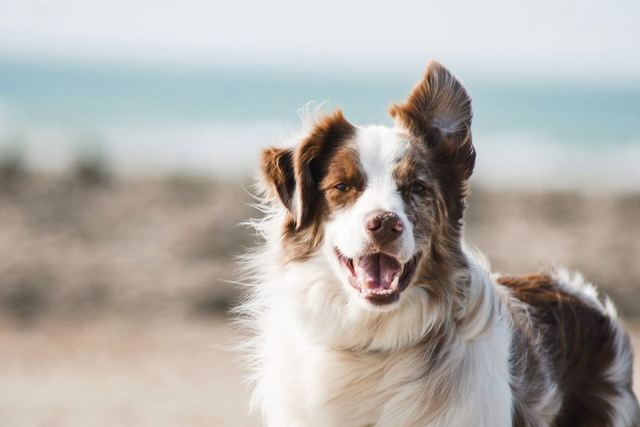 Will Firefighters Rescue Pets?