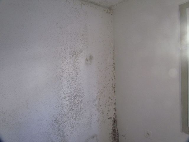 Will fire and heat kill mold?